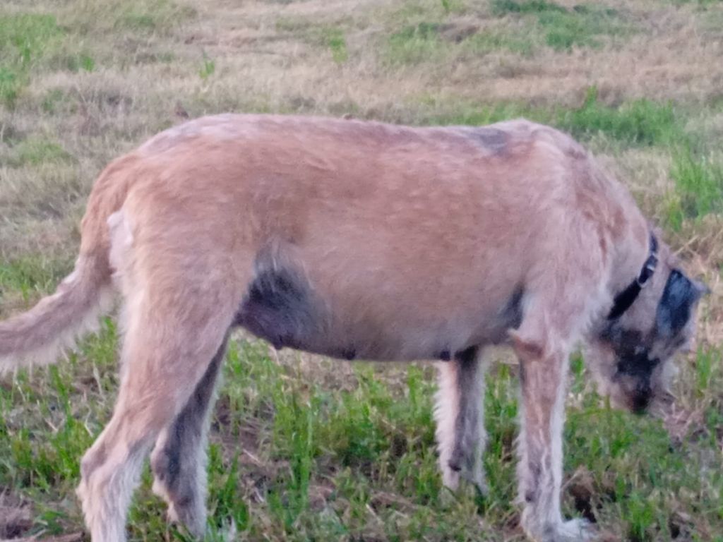 Des Terres De Norfendre - chiots attendu pour le week end du 12 