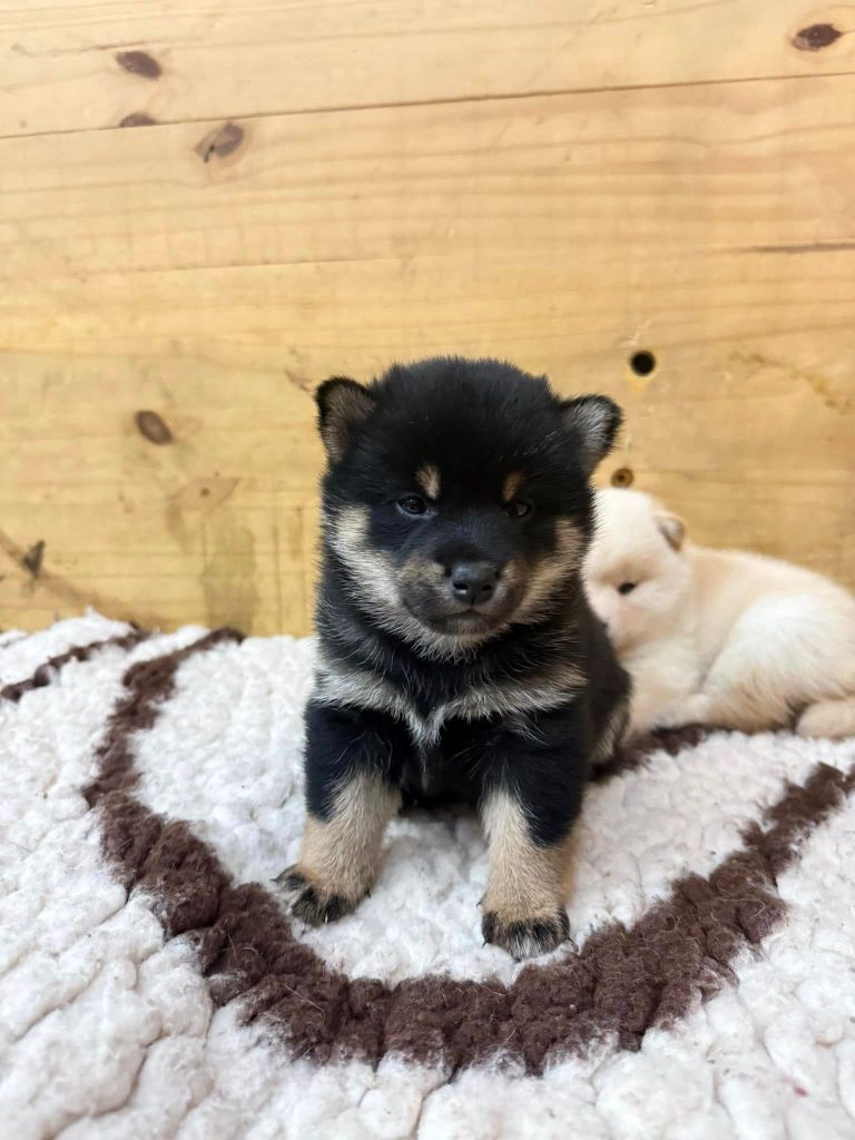 Des Terres De Norfendre - Chiot disponible  - Shiba