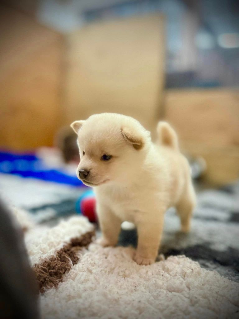 Des Terres De Norfendre - Chiot disponible  - Shiba