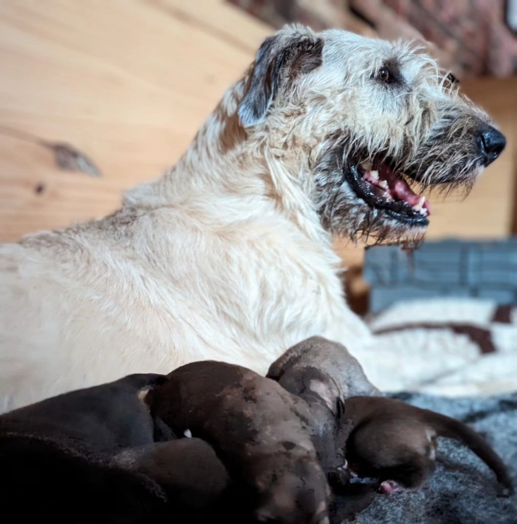 chiot Levrier Irlandais Des Terres De Norfendre