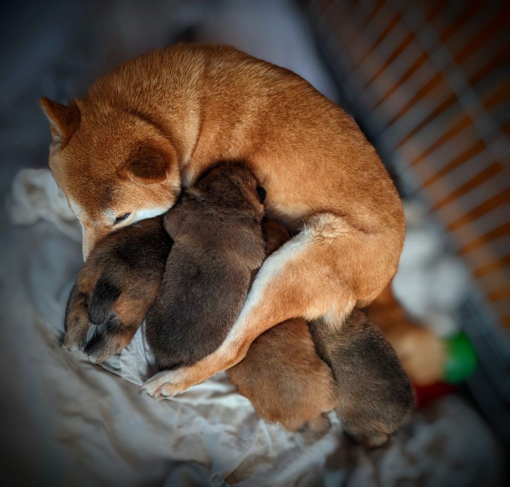 chiot Shiba Des Terres De Norfendre