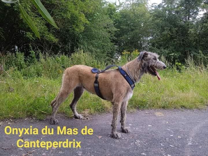 Onyxia du mas de Canteperdrix