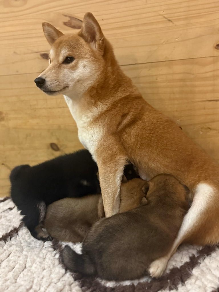 Sakura Du Dragon D'Argent