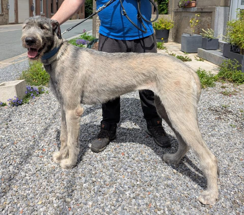 Voss Braindead Windrunner Des Terres De Norfendre