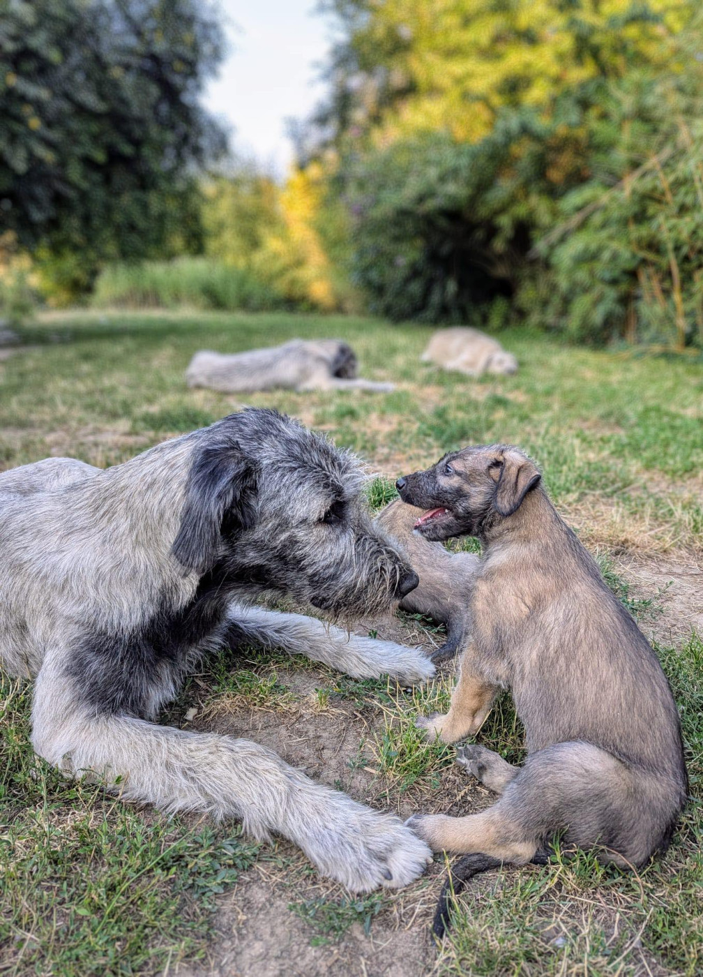 Val'Anyr Jinx Windrunner Des Terres De Norfendre