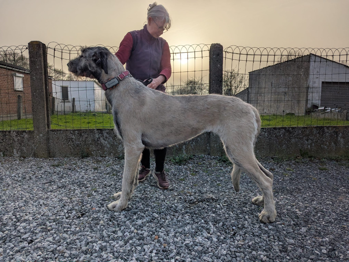 Val'Anyr Jinx Windrunner Des Terres De Norfendre