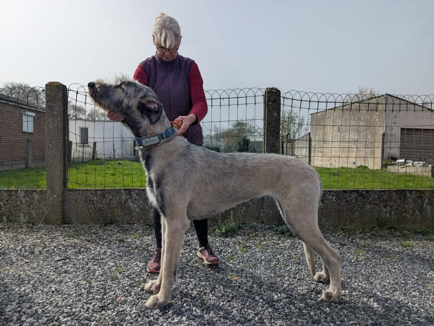 Voss Braindead Windrunner Des Terres De Norfendre