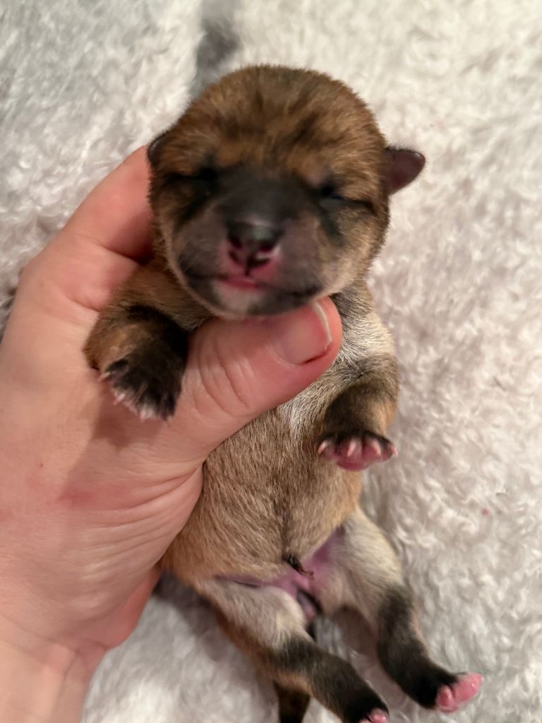 Des Terres De Norfendre - Chiots disponibles - Shiba