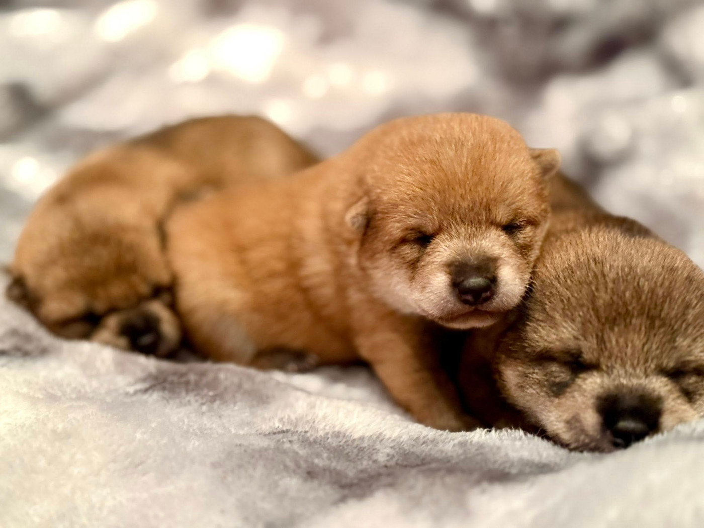 Des Terres De Norfendre - Chiots disponibles - Shiba