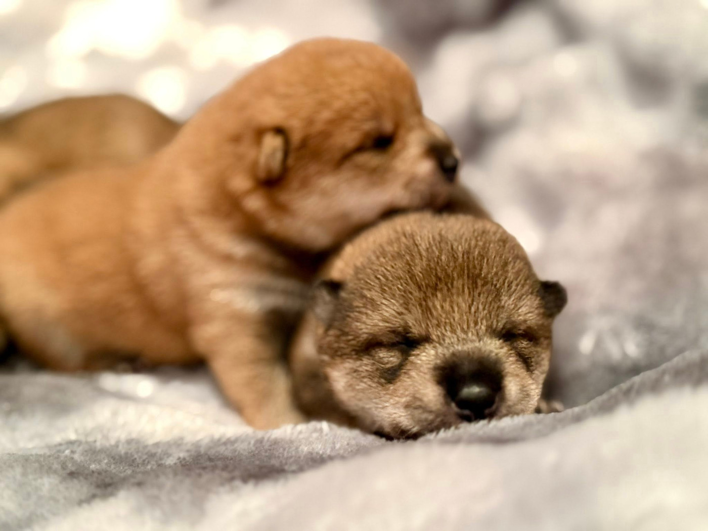 Des Terres De Norfendre - Chiots disponibles - Shiba