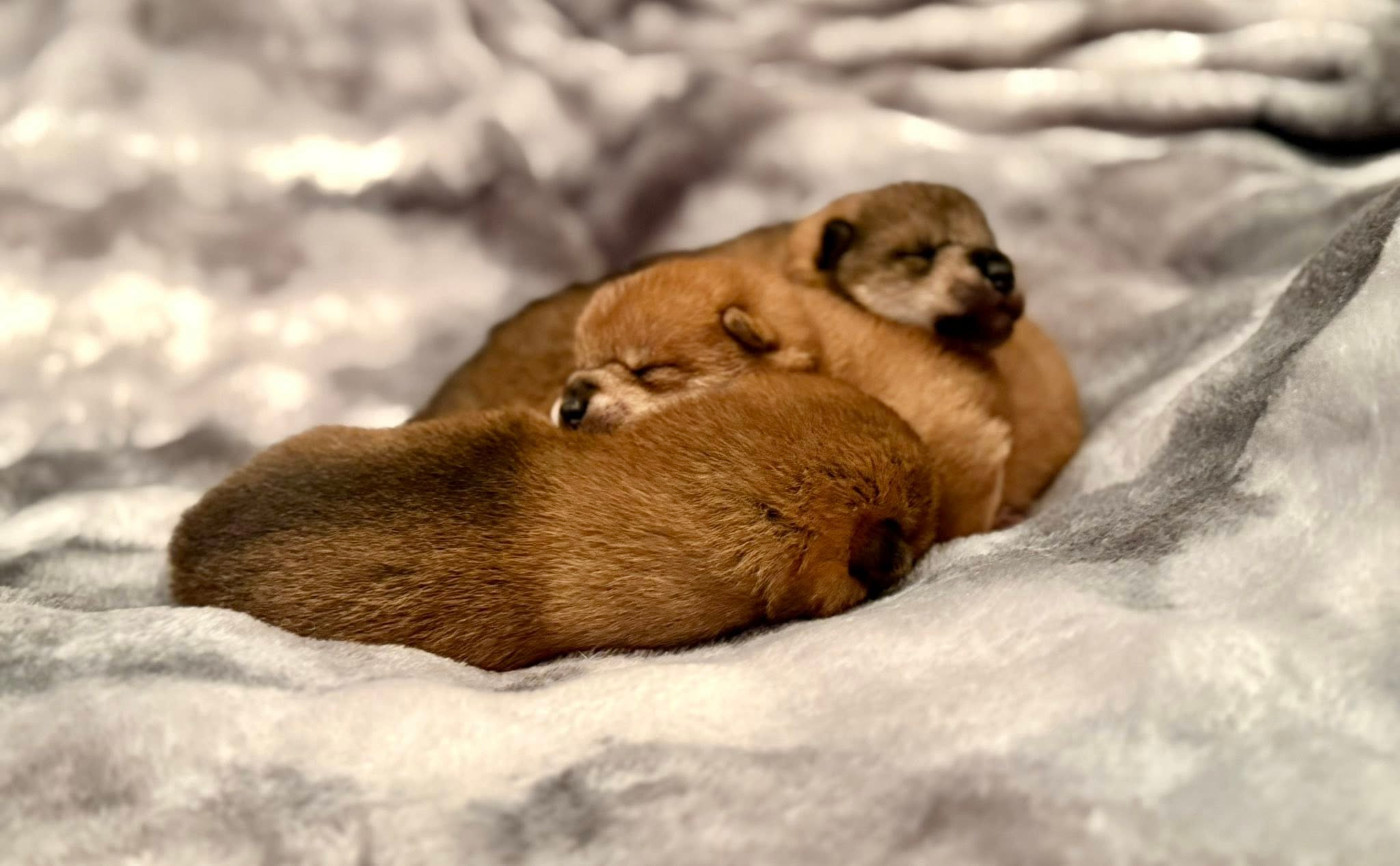 Chiot Shiba Des Terres De Norfendre