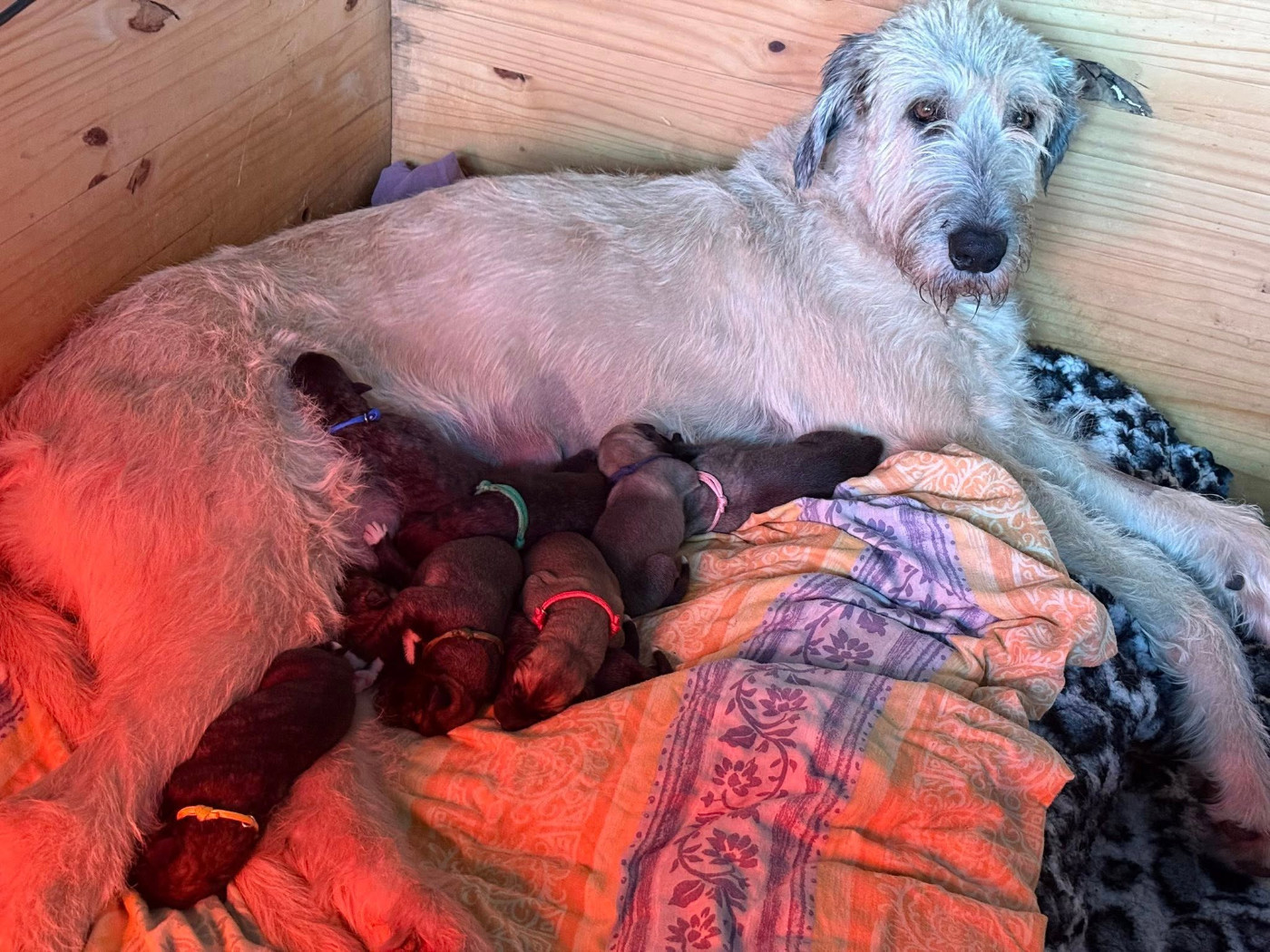 Des Terres De Norfendre - Levrier Irlandais - Portée née le 04/11/2025