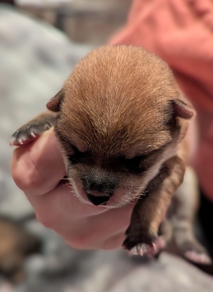 Des Terres De Norfendre - Chiots disponibles - Shiba