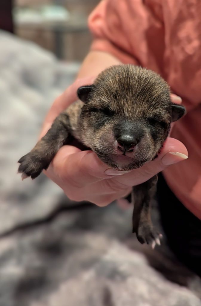 Des Terres De Norfendre - Chiots disponibles - Shiba