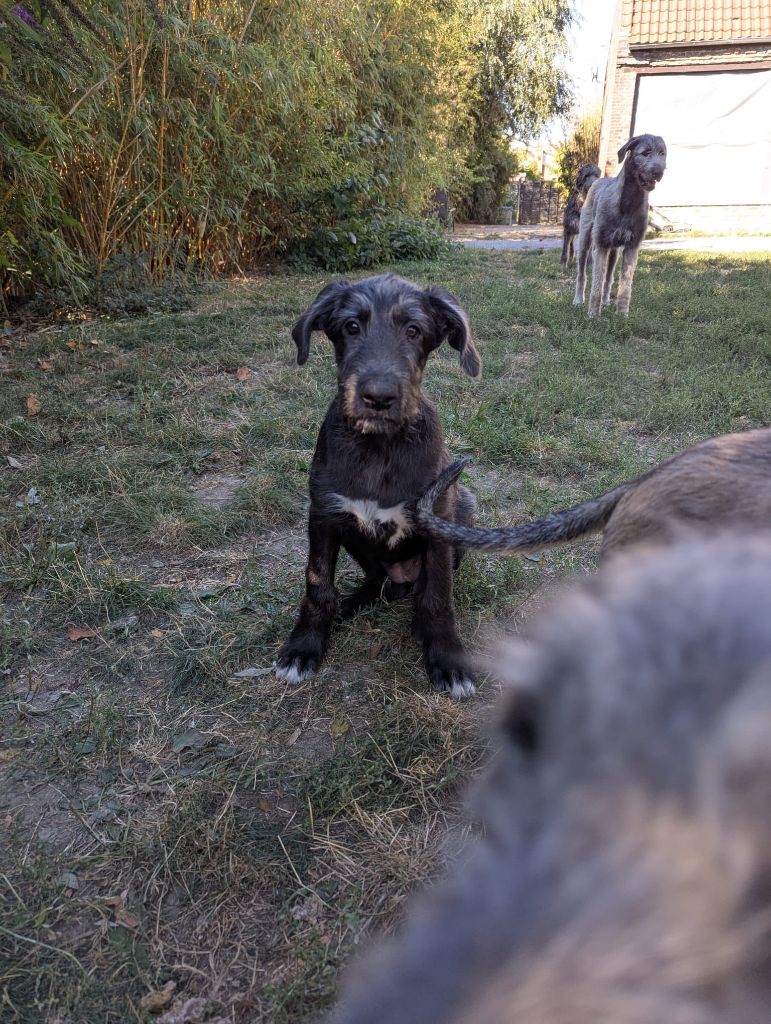 Des Terres De Norfendre - Chiots disponibles - Levrier Irlandais