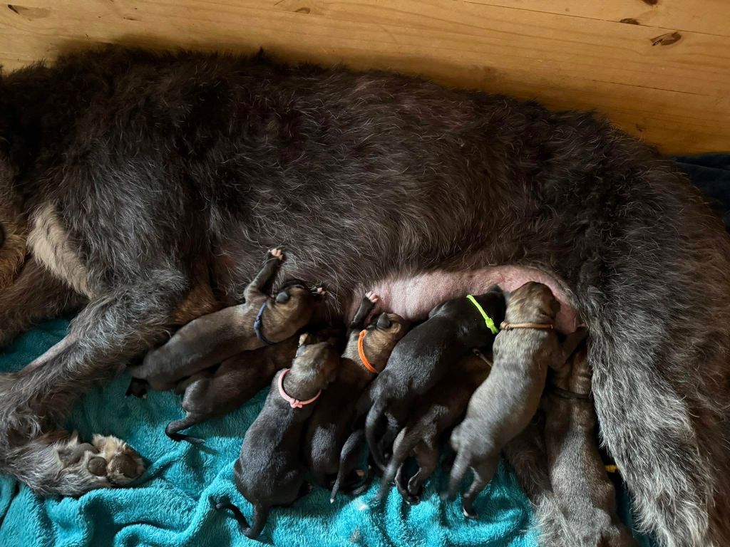 Des Terres De Norfendre - Chiots disponibles - Levrier Irlandais